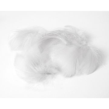 Decoratie Veren Wit (±50st)